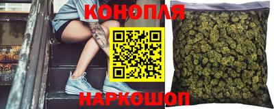 сатива Гай